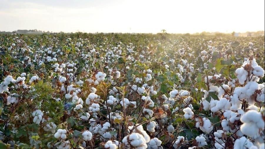Cotton Field